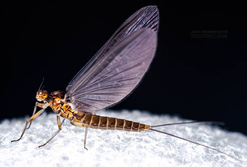 Lateral view of a Female Baetis tricaudatus (Baetidae) (Blue-Winged Olive) Mayfly Dun from Owasco Inlet in New York