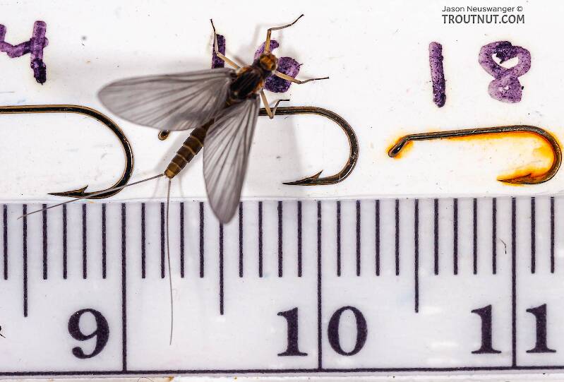 Ruler view of a Female Baetis tricaudatus (Baetidae) (Blue-Winged Olive) Mayfly Dun from Owasco Inlet in New York The smallest ruler marks are 1 mm.