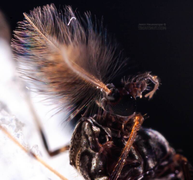 Male Stictochironomus (Chironomidae) Midge Adult from Mystery Creek #62 in New York