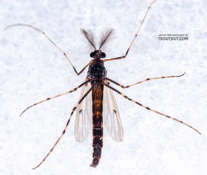 Ventral view of a Male Stictochironomus (Chironomidae) Midge Adult from Mystery Creek #62 in New York