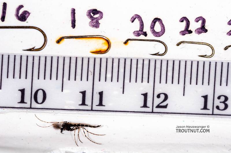 Ruler view of a Male Stictochironomus (Chironomidae) Midge Adult from Mystery Creek #62 in New York The smallest ruler marks are 1 mm.