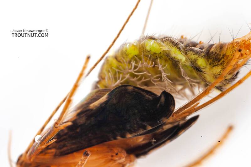 Cheumatopsyche (Hydropsychidae) (Little Sister Sedge) Caddisfly Pupa from Cayuta Creek in New York