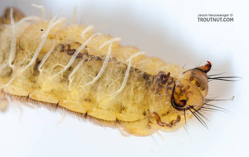 Neophylax (Thremmatidae) (Autumn Mottled Sedge) Caddisfly Larva from Cayuta Creek in New York