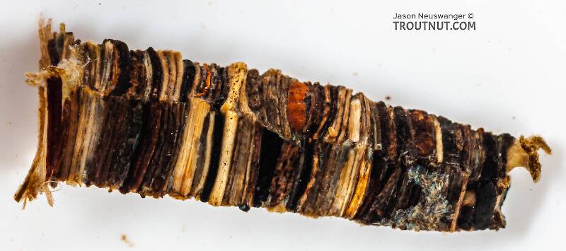 This angle shows off the square cross-section of the case.  It has an incredibly tidy log cabin look to it.

Brachycentrus (Brachycentridae) (Grannom) Caddisfly Pupa from Cayuta Creek in New York
