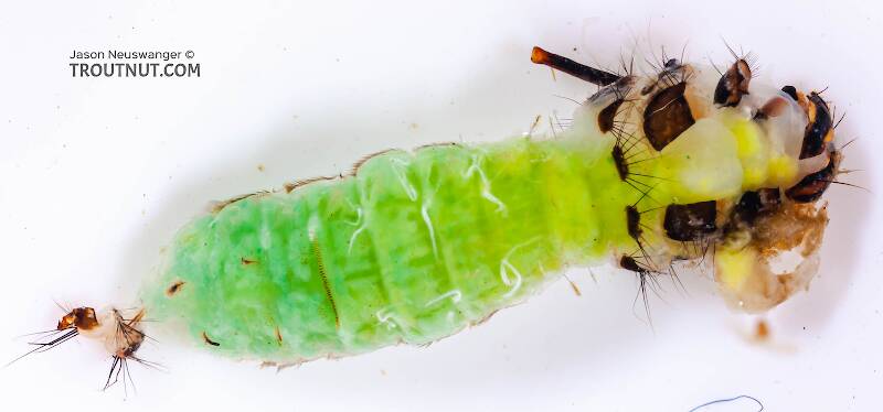 Dorsal view of a Brachycentrus (Brachycentridae) (Grannom) Caddisfly Pupa from Cayuta Creek in New York