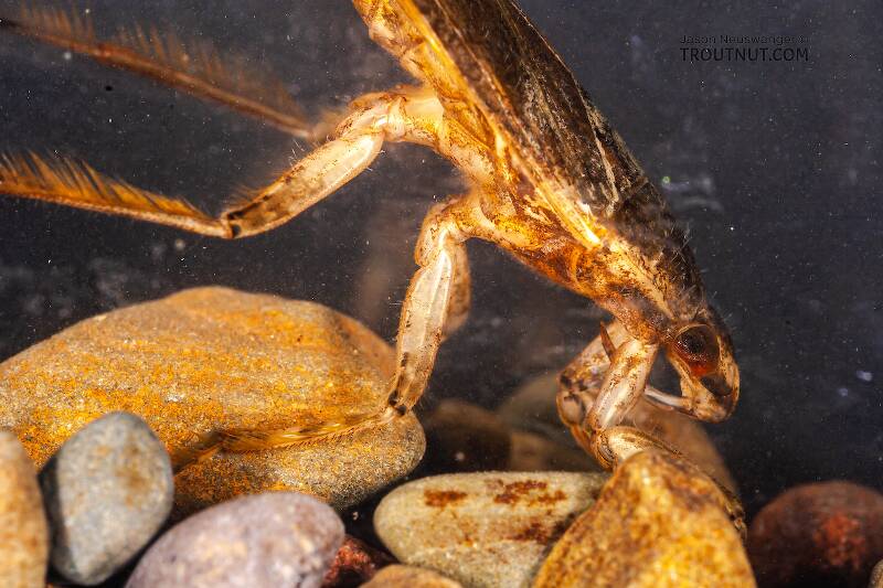 Belostoma flumineum (Belostomatidae) (Electric Light Bug) Giant Water Bug Adult from the West Branch of Owego Creek in New York