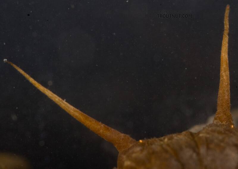 Closeup of a couple of the gills.

Nigronia serricornis (Corydalidae) (Fishfly) Hellgrammite Larva from Factory Brook in New York