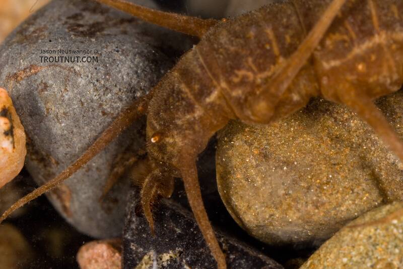 The rear appendages on these larvae are quite good at gripping the rocks as they're doing here.

Nigronia serricornis (Corydalidae) (Fishfly) Hellgrammite Larva from Factory Brook in New York