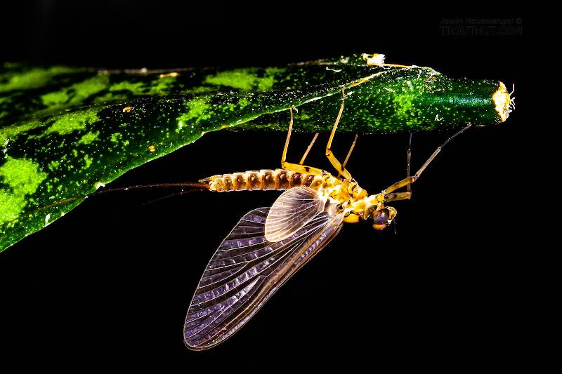 Artistic view of a Male Epeorus pleuralis (Heptageniidae) (Quill Gordon) Mayfly Dun from Dresserville Creek in New York