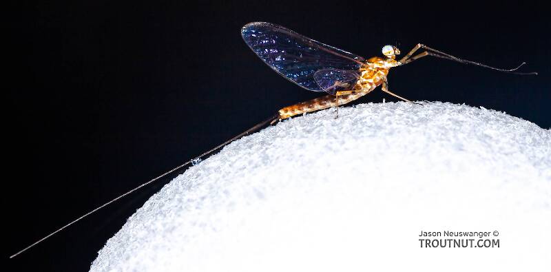 Lateral view of a Male Epeorus pleuralis (Heptageniidae) (Quill Gordon) Mayfly Spinner from Dresserville Creek in New York