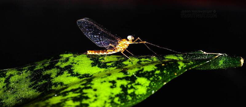 Artistic view of a Male Epeorus pleuralis (Heptageniidae) (Quill Gordon) Mayfly Spinner from Dresserville Creek in New York
