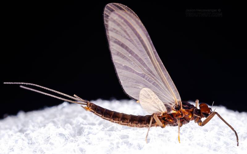 Lateral view of a Male Neoleptophlebia adoptiva (Leptophlebiidae) (Blue Quill) Mayfly Dun from Dresserville Creek in New York