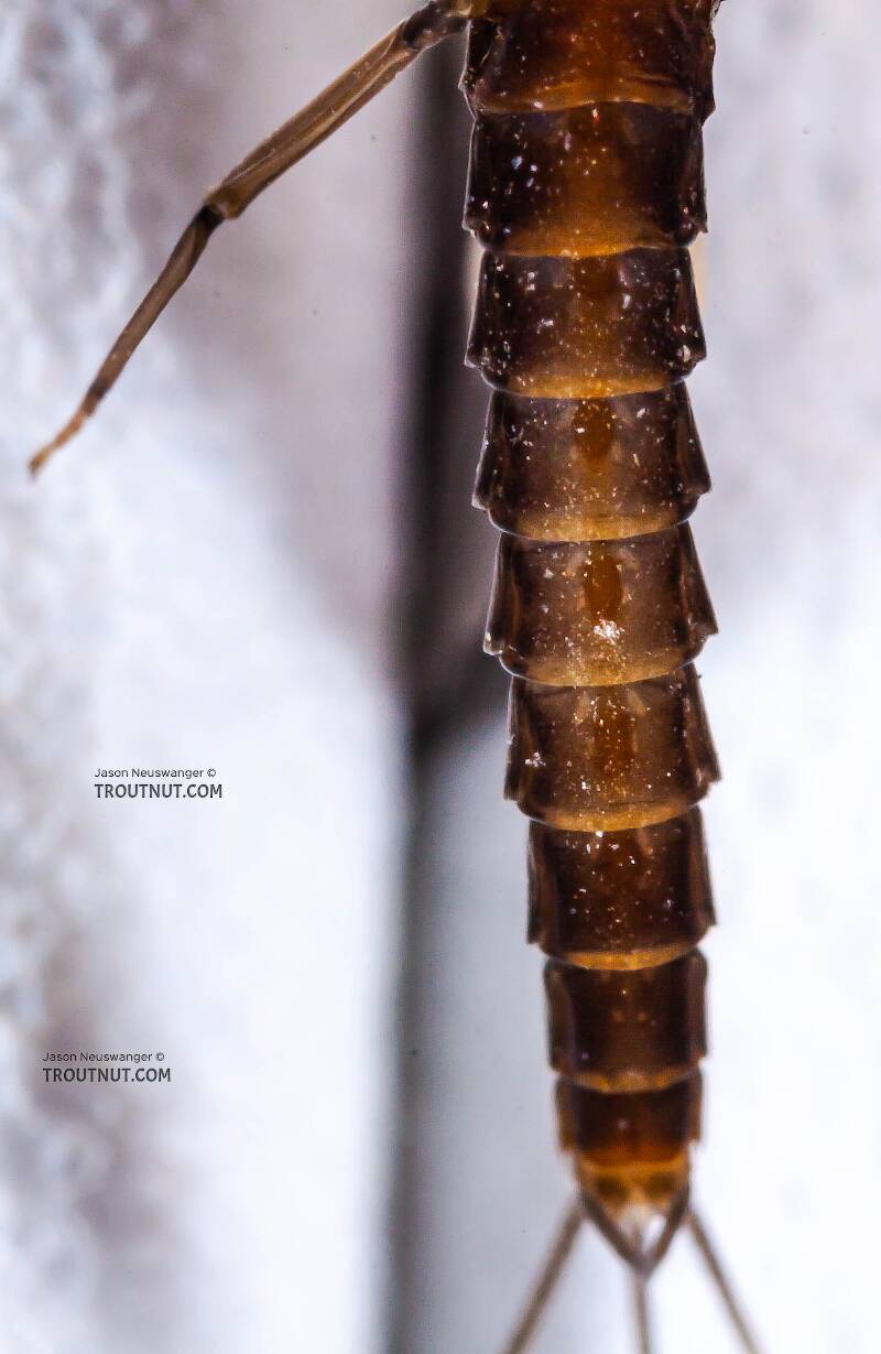 Male Neoleptophlebia adoptiva (Leptophlebiidae) (Blue Quill) Mayfly Dun from Dresserville Creek in New York