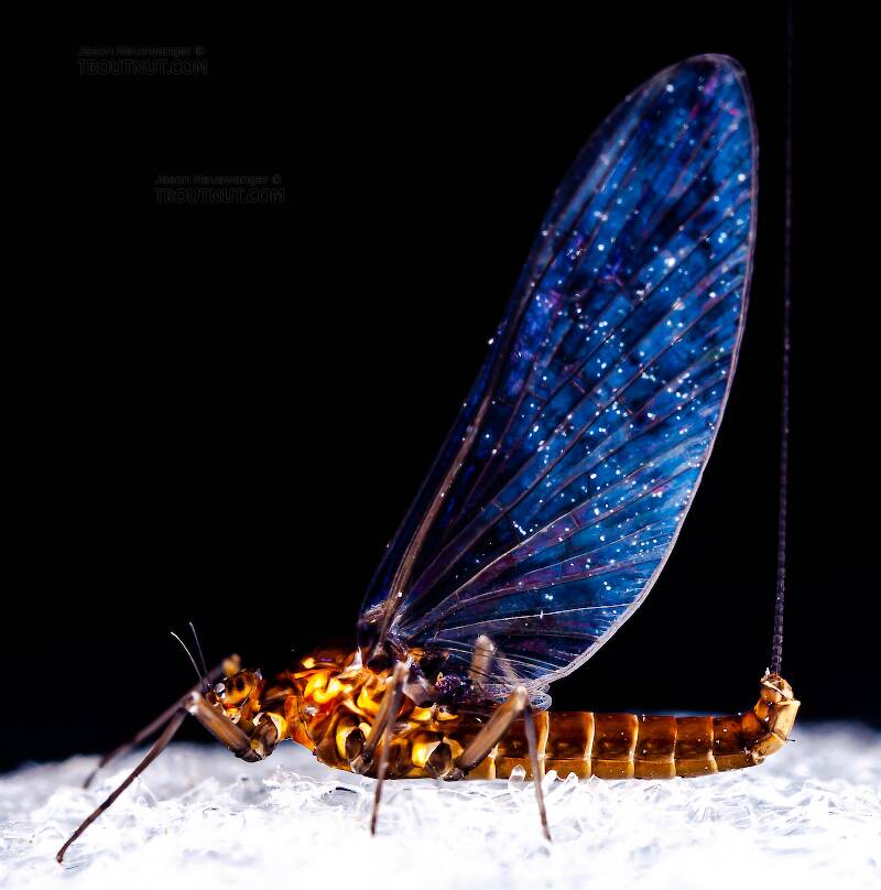 Lateral view of a Female Baetidae (Blue-Winged Olive) Mayfly Spinner from Dresserville Creek in New York