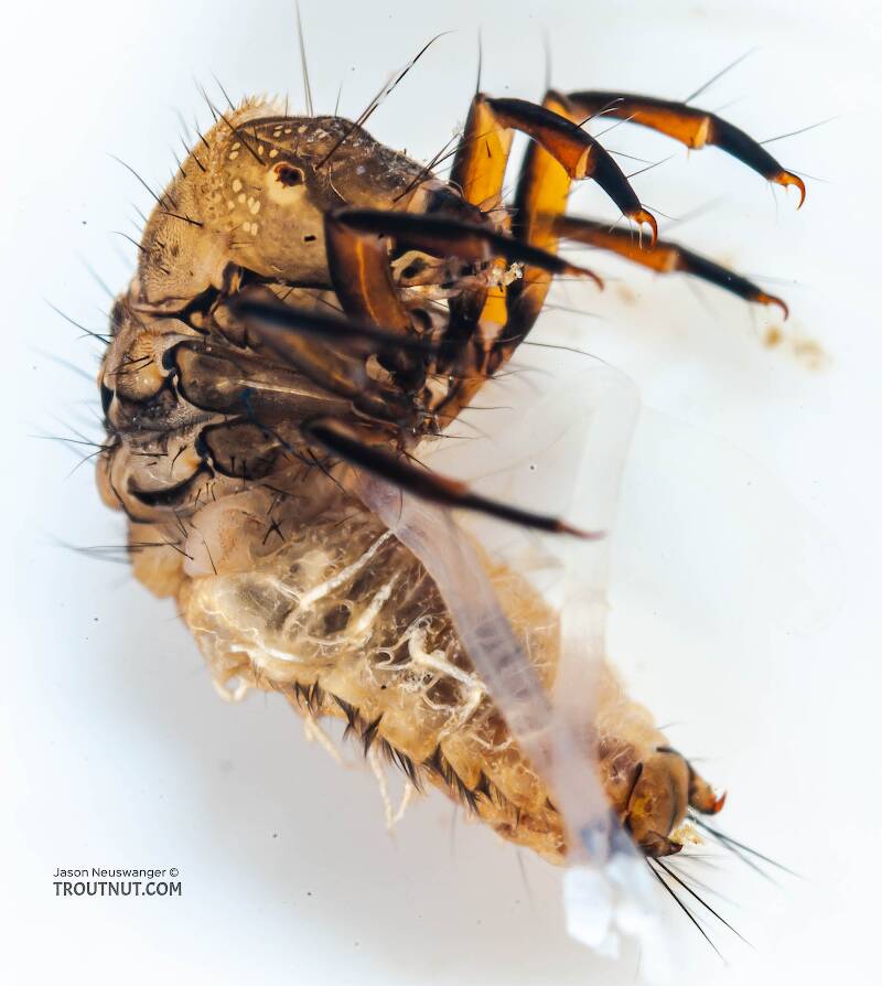 Neophylax (Thremmatidae) (Autumn Mottled Sedge) Caddisfly Larva from the Neversink River (above reservoir) in New York