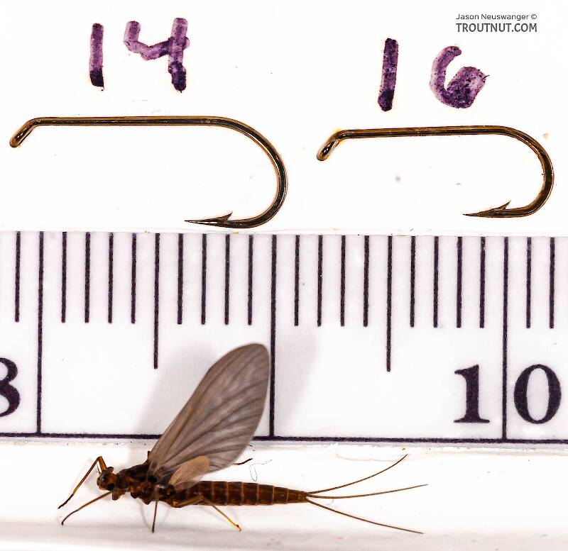 Ruler view of a Male Neoleptophlebia (Leptophlebiidae) Mayfly Dun from the Neversink River in New York The smallest ruler marks are 1 mm.
