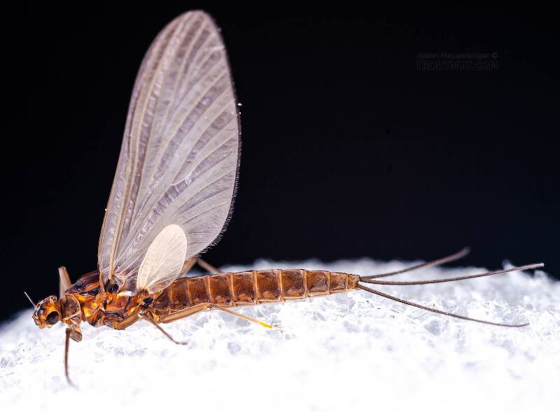 Lateral view of a Male Neoleptophlebia (Leptophlebiidae) Mayfly Dun from the Neversink River in New York
