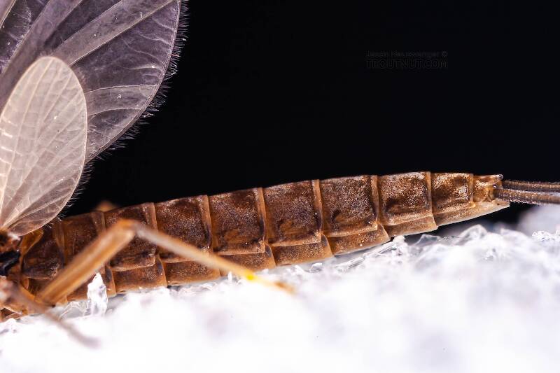 Male Neoleptophlebia (Leptophlebiidae) Mayfly Dun from the Neversink River in New York