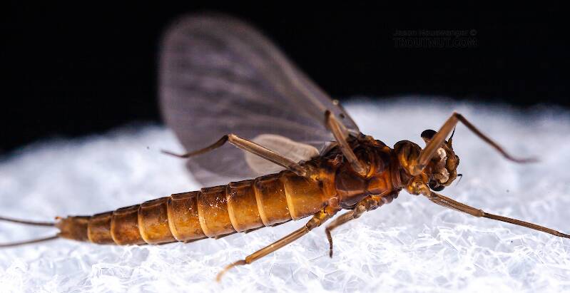 Ventral view of a Male Neoleptophlebia (Leptophlebiidae) Mayfly Dun from the Neversink River in New York