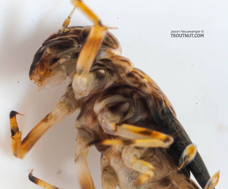 Ameletus ludens (Ameletidae) (Brown Dun) Mayfly Nymph from Mongaup Creek in New York