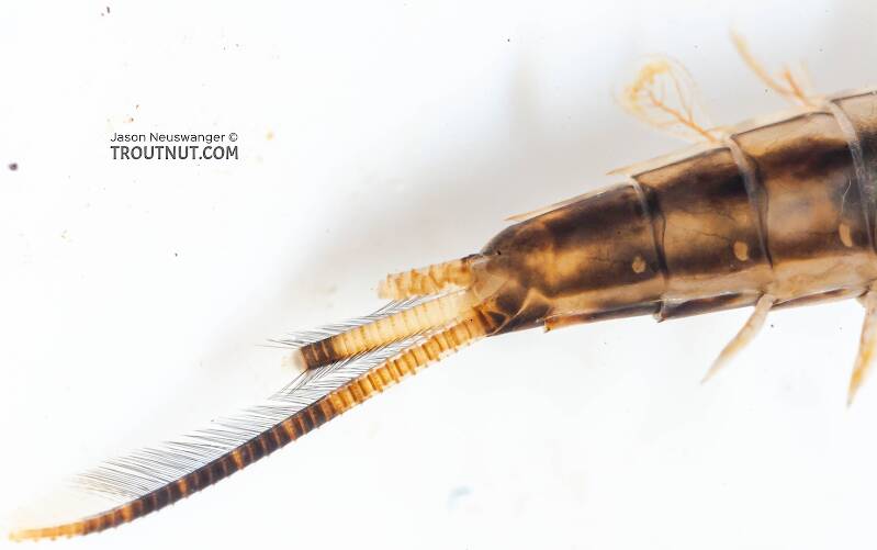 Ameletus ludens (Ameletidae) (Brown Dun) Mayfly Nymph from Mongaup Creek in New York