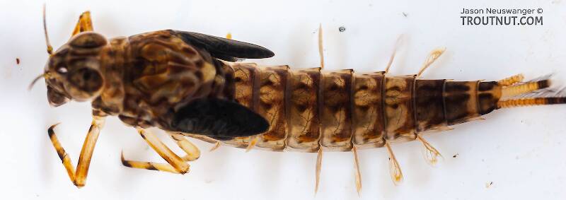 Dorsal view of a Ameletus ludens (Ameletidae) (Brown Dun) Mayfly Nymph from Mongaup Creek in New York