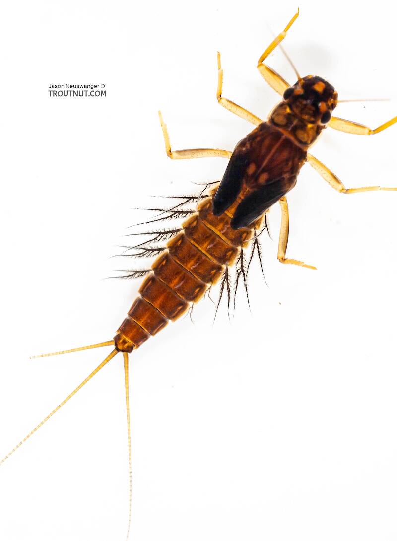 Neoleptophlebia (Leptophlebiidae) Mayfly Nymph from Mongaup Creek in New York
