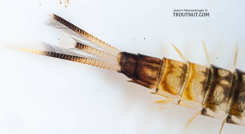 Ameletus (Ameletidae) (Brown Dun) Mayfly Nymph from Mongaup Creek in New York
