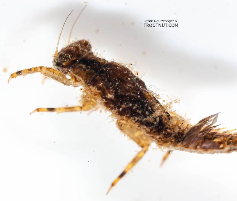 Lateral view of a Eurylophella (Ephemerellidae) (Chocolate Dun) Mayfly Nymph from Mongaup Creek in New York
