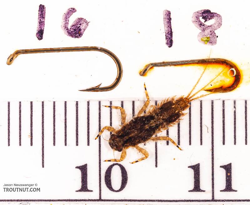 Ruler view of a Eurylophella (Ephemerellidae) (Chocolate Dun) Mayfly Nymph from Mongaup Creek in New York The smallest ruler marks are 1 mm.