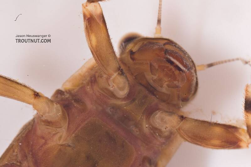 Ephemerella (Ephemerellidae) (Hendricksons, Sulphurs, PMDs) Mayfly Nymph from Mongaup Creek in New York