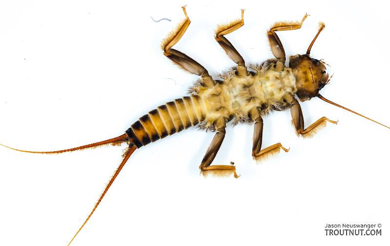 Ventral view of a Acroneuria abnormis (Perlidae) (Golden Stone) Stonefly Nymph from Mongaup Creek in New York