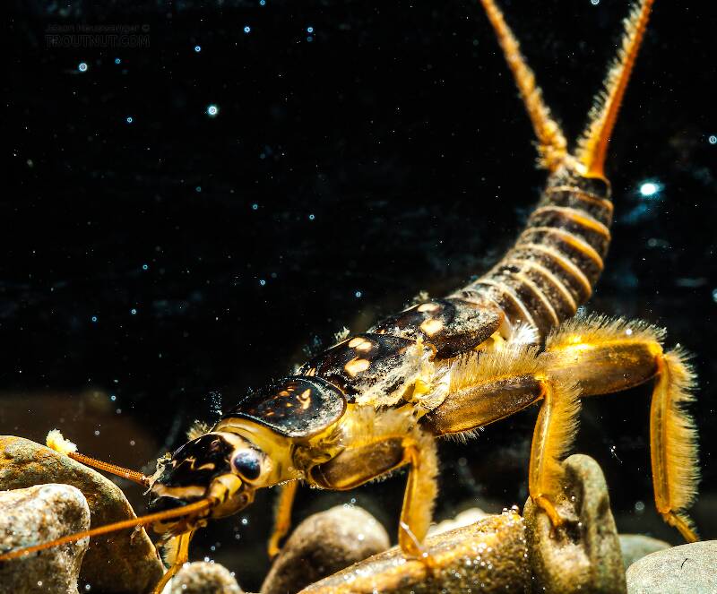This is one of my favorite stonefly pictures.  I was playing around with holding my flash heads in different locations, and I got a neat lighting effect by holding one straight above the nymph's tank.

Artistic view of a Acroneuria abnormis (Perlidae) (Golden Stone) Stonefly Nymph from Mongaup Creek in New York