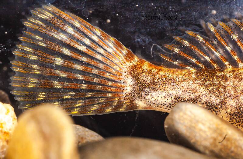 Cottidae (Sculpin) Fish Adult from Mongaup Creek in New York