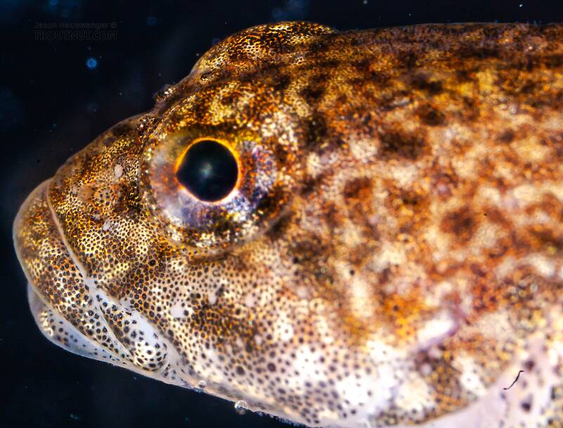 Cottidae (Sculpin) Fish Adult from Mongaup Creek in New York