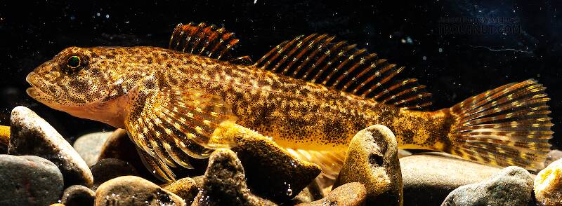 Lateral view of a Cottidae (Sculpin) Fish Adult from Mongaup Creek in New York