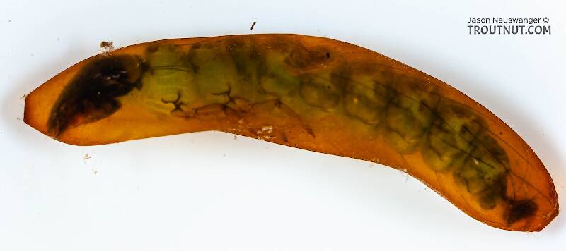 Lateral view of a Rhyacophila (Rhyacophilidae) (Green Sedge) Caddisfly Pupa from Mongaup Creek in New York