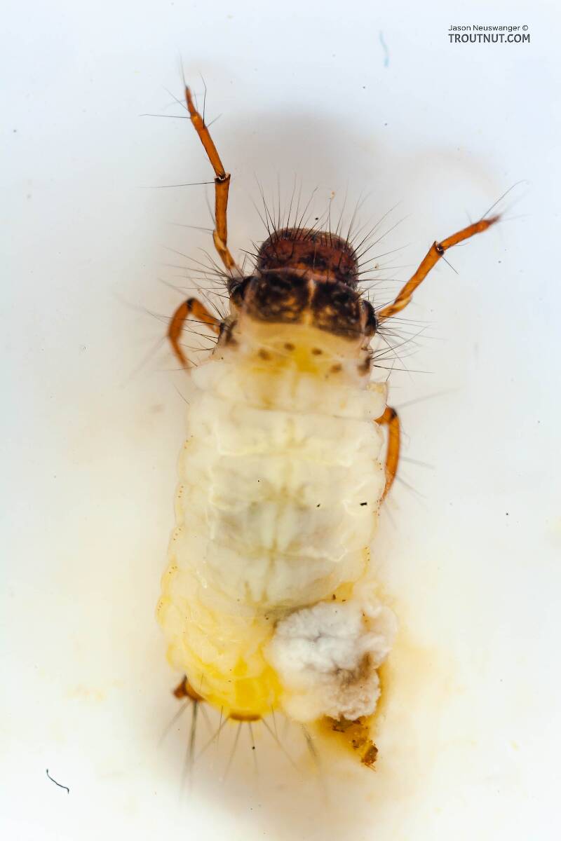 Dorsal view of a Lepidostoma (Lepidostomatidae) (Little Brown Sedge) Caddisfly Larva from Mongaup Creek in New York