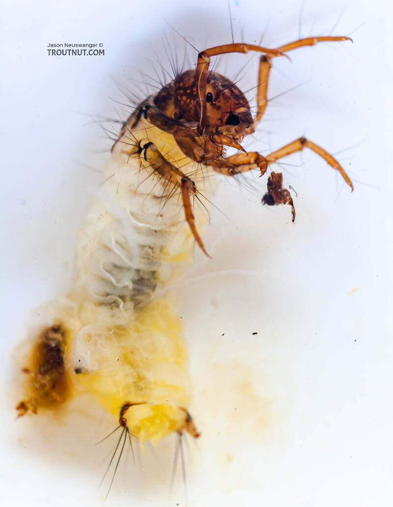Ventral view of a Lepidostoma (Lepidostomatidae) (Little Brown Sedge) Caddisfly Larva from Mongaup Creek in New York