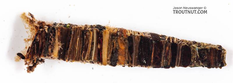 Case view of a Brachycentridae (Apple Caddis and Grannoms) Caddisfly Larva from Mongaup Creek in New York