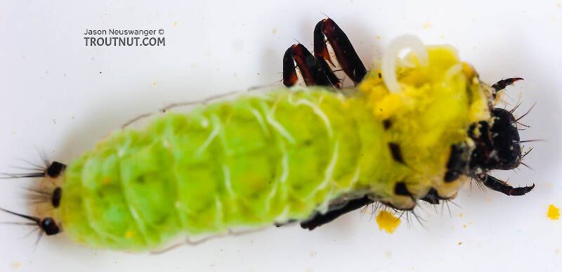 Dorsal view of a Brachycentridae (Apple Caddis and Grannoms) Caddisfly Larva from Mongaup Creek in New York