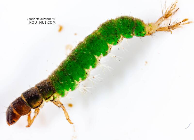Dorsal view of a Hydropsychidae Caddisfly Larva from Mongaup Creek in New York