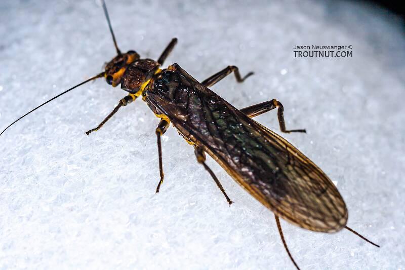 Dorsal view of a Female Paragnetina (Perlidae) (Golden Stone) Stonefly Adult from Aquarium in New York