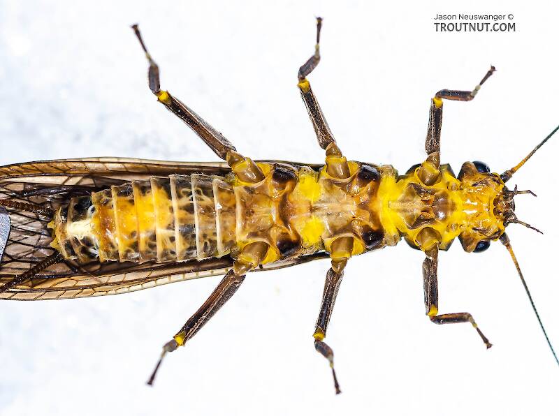 Ventral view of a Female Paragnetina (Perlidae) (Golden Stone) Stonefly Adult from Aquarium in New York