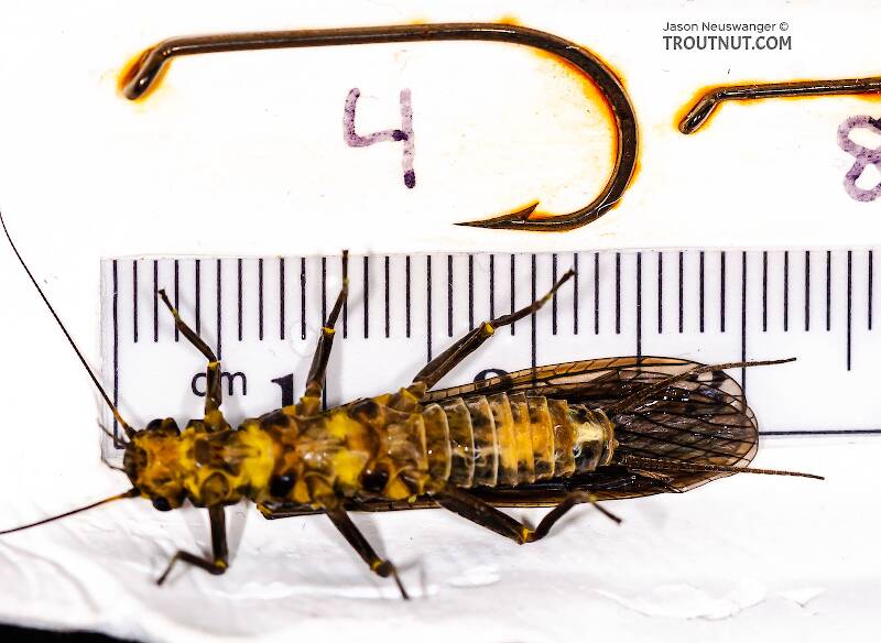 Ruler view of a Female Paragnetina (Perlidae) (Golden Stone) Stonefly Adult from Aquarium in New York The smallest ruler marks are 1 mm.