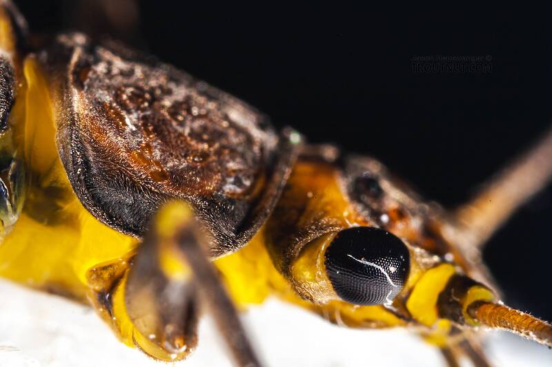 Female Paragnetina (Perlidae) (Golden Stone) Stonefly Adult from Aquarium in New York