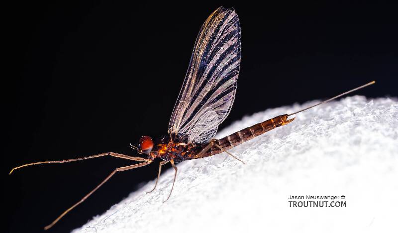 Lateral view of a Male Neoleptophlebia adoptiva (Leptophlebiidae) (Blue Quill) Mayfly Spinner from Factory Brook in New York