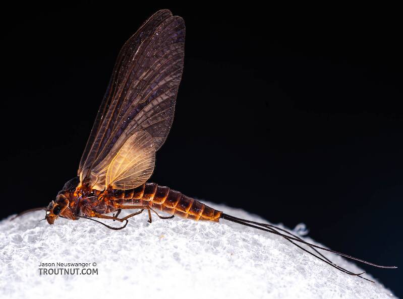 Lateral view of a Female Leptophlebia (Leptophlebiidae) (Black Quill) Mayfly Dun from Factory Brook in New York