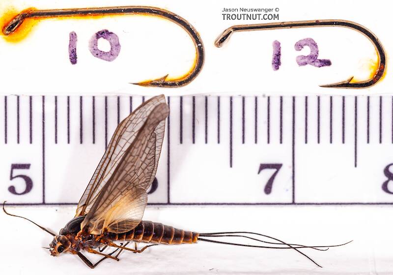 This specimen is on the left in this picture.  On the right is another one I collected but didn't otherwise photograph.  It's from the same stream and time, and presumably of the same species.  It shows quite a bit of natural variation.

Ruler view of a Female Leptophlebia (Leptophlebiidae) (Black Quill) Mayfly Dun from Factory Brook in New York The smallest ruler marks are 1 mm.
