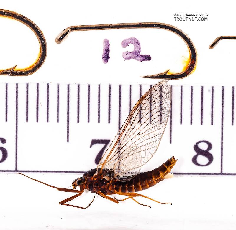 Ruler view of a Female Leptophlebia (Leptophlebiidae) (Black Quill) Mayfly Spinner from Factory Brook in New York The smallest ruler marks are 1 mm.